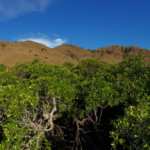 Vast mangroves