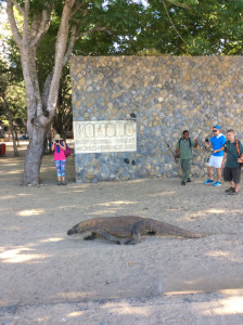 Casual Komodo dragon strolling past the entrance sign just 10m away from the beach